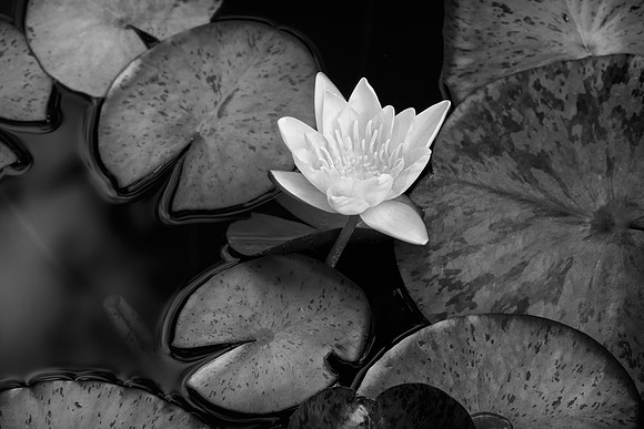 Water Lily (monochrome)