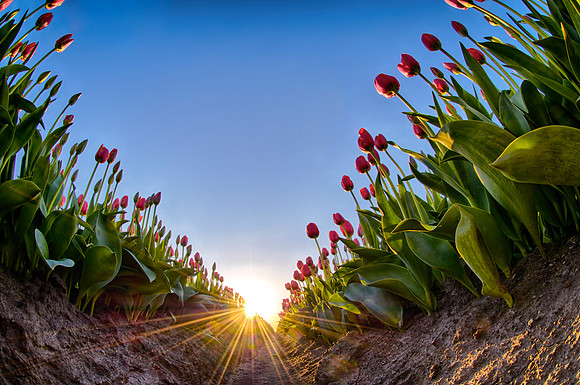 Sunset at Wooden Shoe Tulip Farm