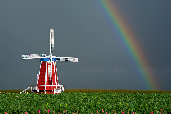 Tulip Rainbow