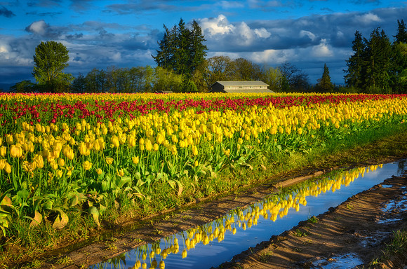Reflections of Yellow