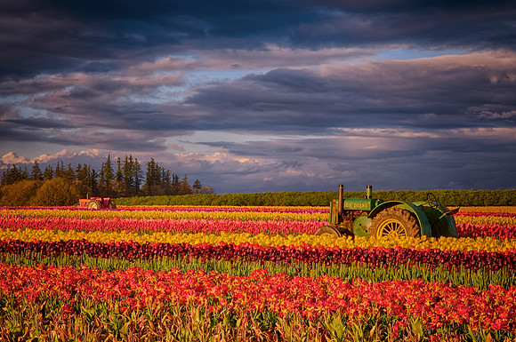 Tractor Heaven