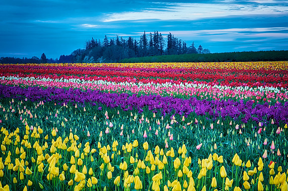 Fields of Color