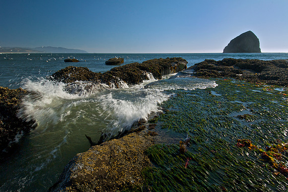 Pacific City Tidal Pool