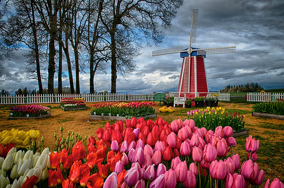 Wooden Shoe Tulip Farm