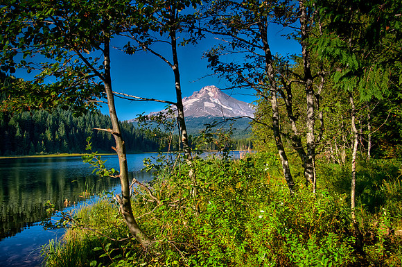 Trillium Framed