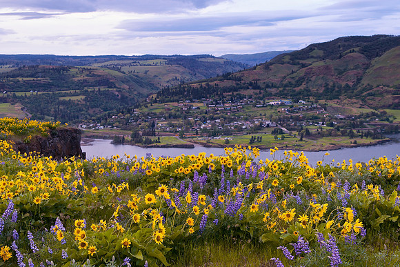 Rowena Crest Wildflowers