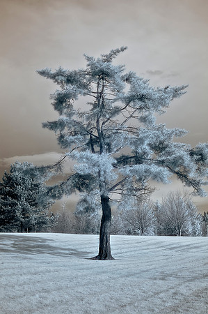Infrared Tree