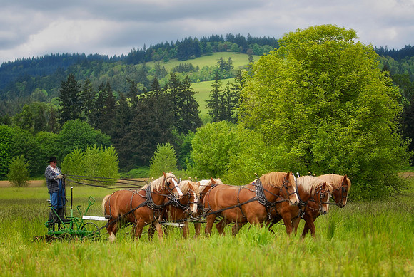 Draft Horses