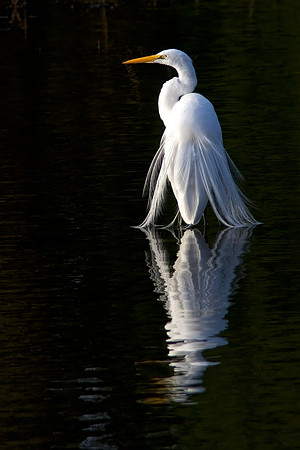 Egret Reflection      8.79 MB file