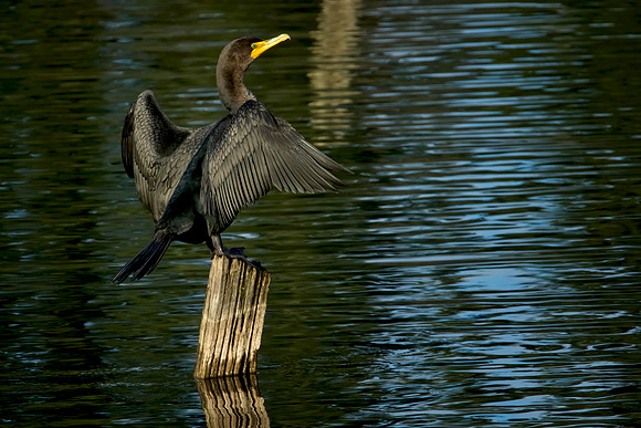 Sunning Cormorant