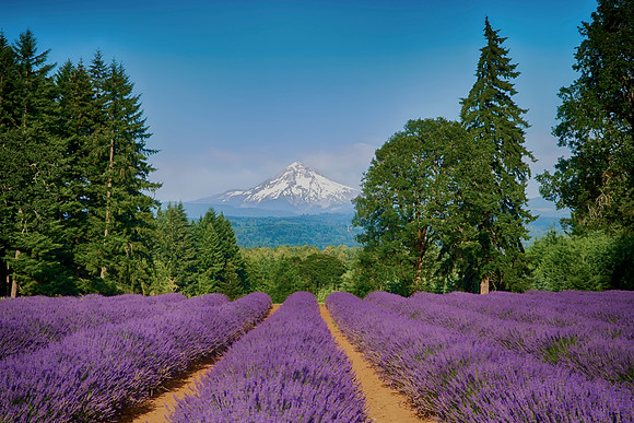 Oregon Lavender Farm