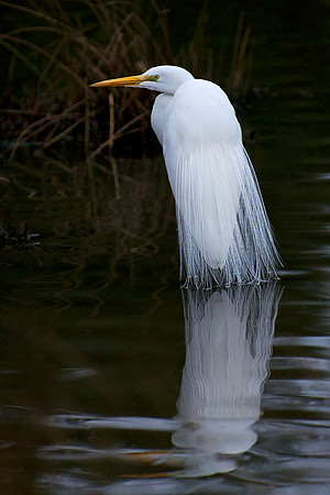 Breeding Pumage