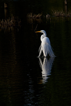 Egret Reflection     23 MB file