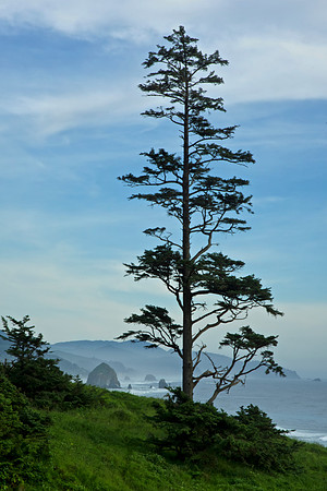Tall Tree