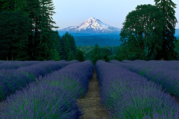 Lavender Dreams