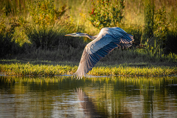 Great Blue Heron In Flight