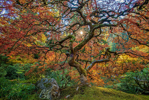 Fleeting Autumn Colors