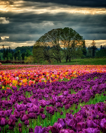 Wooden Shoe Tulip Farm