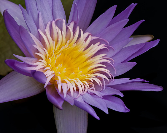 Tropical Water Lily