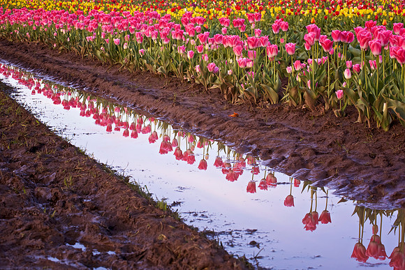 Tulip Reflections