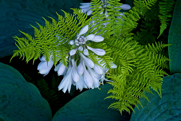Plant Life