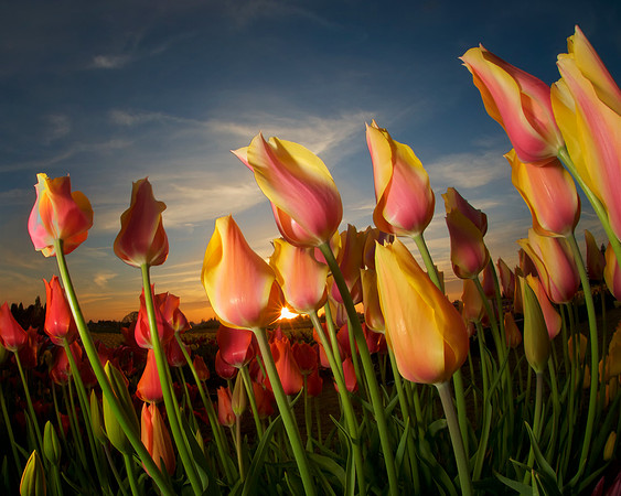 Dancing Tulips