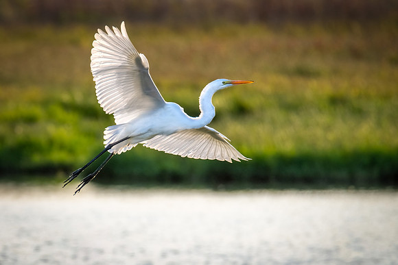 Regal Egret