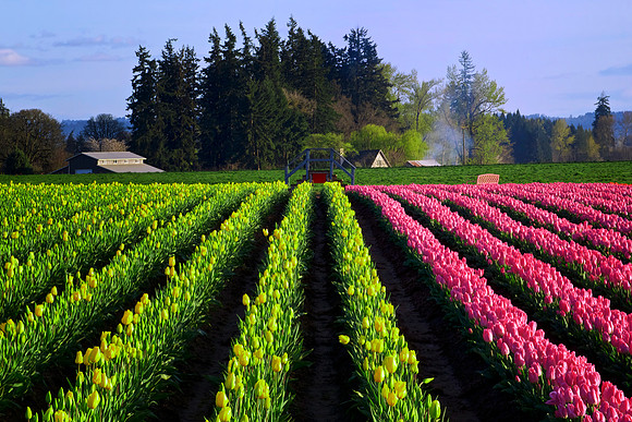 Tulip Farm