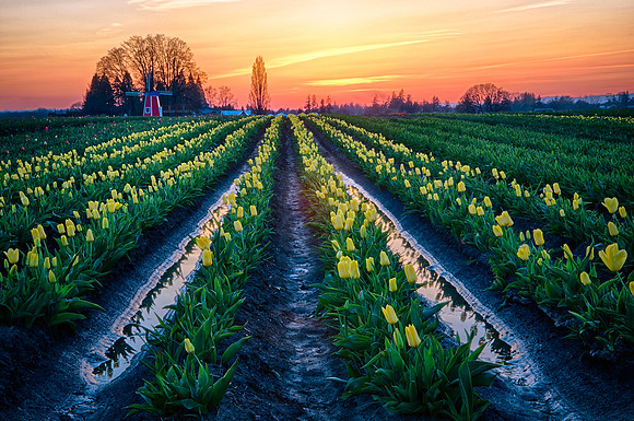 Twilight at Wooden Shoe Tulip Farm
