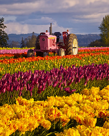 Pink Tractor