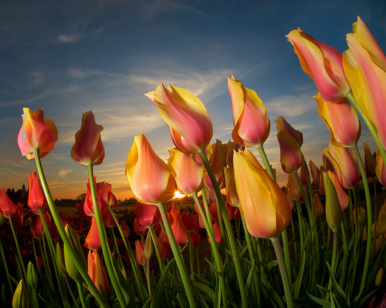 Dancing Tulips