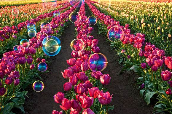 Bubbles and Tulips