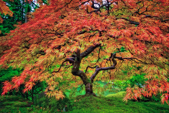 Autumn Splendor